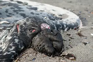 Discarded: Hooded Seal