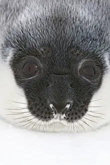 Cystophora: Hooded Seal - a day old