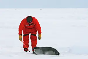 Cystophora: Hooded Seal - female 4 days old
