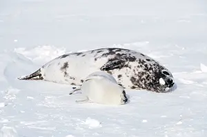 Cystophora: HOODED SEAL - female & pup resting on ice