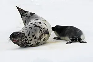 Cystophora: Hooded Seal - female & young, 4 days old