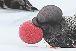 Nostril: Hooded Seal - inflating nasal cavity through nostril