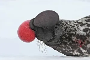 Nostril: Hooded Seal - inflating nasal cavity through nostril