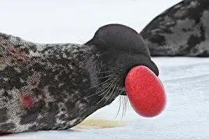 Nostril: Hooded Seal - inflating nasal cavity through nostril