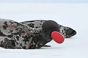 Nostril: Hooded Seal - inflating nasal cavity through nostril