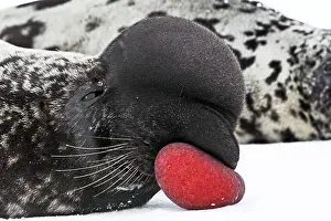 Nostril: Hooded Seal - inflating nasal cavity through nostril