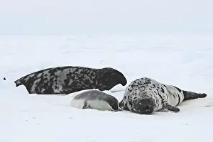 Cystophora: Hooded Seal - male female & 4 day old young