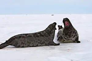 Cystophora: Hooded Seal - male & female