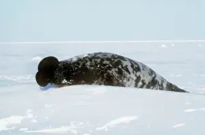 Cystophora: Hooded Seal - male with inflated proboscis (hood)