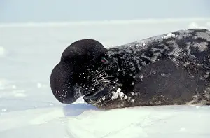 Mechanism: Hooded Seal - Male with its porboscis / nasal sac
