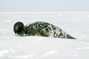 Mechanism: Hooded Seal - Male with its Proboscis / nasal
