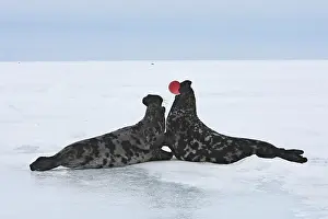 Cystophora: Hooded Seal - males fighting