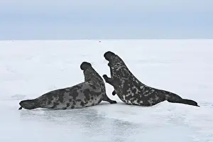 Cystophora: Hooded Seal - males fighting