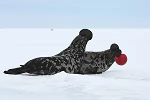 Cystophora: Hooded Seal - males fighting