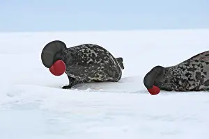 Cystophora: Hooded Seal - males fighting