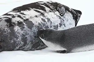 Cystophora: Hooded Seal - mother & 4 day old young suckling