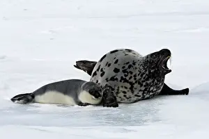 Cystophora: Hooded Seal - mother & young 4 days old