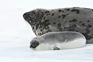 Cystophora: Hooded Seal - mother & young 4 days old