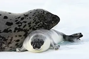 Cystophora: Hooded Seal - mother & young 4 days old