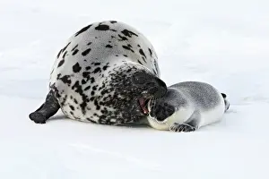 Cystophora: Hooded Seal - mother & young 4 days old