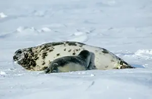 Cystophora: Hooded Seal - with suckling youngS