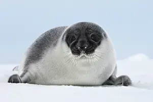 Cystophora: Hooded Seal - young 4 days old