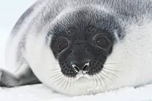 Cystophora: Hooded Seal - young 4 days old
