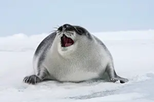 Cystophora: Hooded Seal - young 4 days old