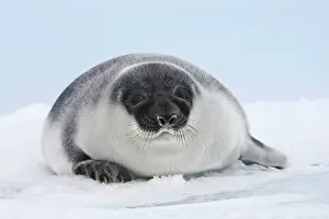 Cystophora: Hooded Seal - young 4 days old