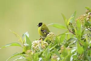 Ecuadoran: Hooded Siskin (male)
