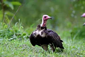 Necrosyrtes: Hooded Vulture