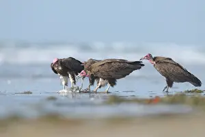 Gambia: Hooded Vulture
