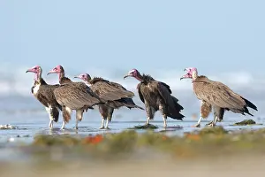 Gambia: Hooded Vulture