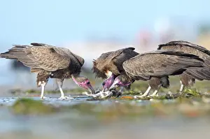 Gambia: Hooded Vulture
