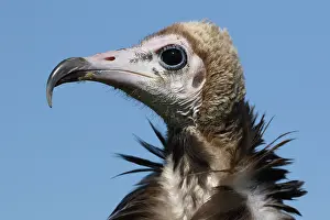 Necrosyrtes: Hooded Vulture