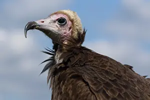 Necrosyrtes: Hooded Vulture