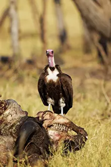 Savuti: Hooded Vulture - at the carcass of a Cape Buffalo