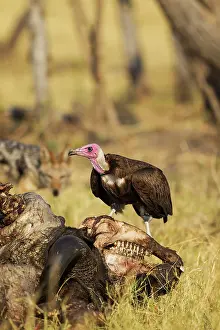 Savuti: Hooded Vulture - at the carcass of a Cape Buffalo