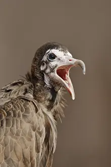 Scavenger: Hooded vulture (Necrosyrtes monachus), portrait