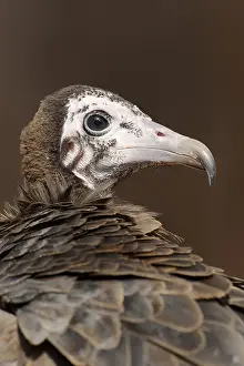 Direct: Hooded vulture (Necrosyrtes monachus), portrait