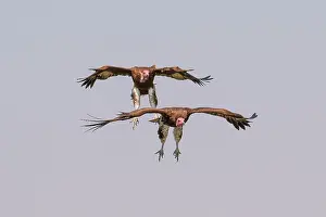 Hooded: Hooded Vultures (Necrosyrtes monachus) arrival of