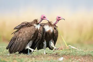 Hooded: Hooded Vultures (Necrosyrtes monachus) couple patrolling