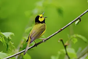 Citrina: Hooded Warbler