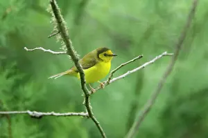 Citrina: Hooded Warbler