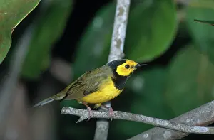 Parulidae: Hooded Warbler