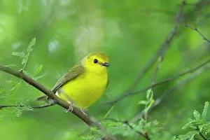 Citrina: Hooded Warbler - female