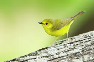 Citrina: Hooded Warbler - female