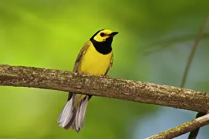 Citrina: Hooded Warbler - male
