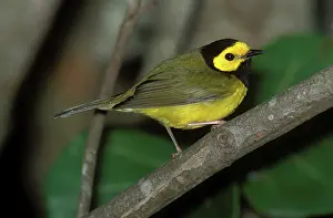 Citrina: Hooded Warbler male
