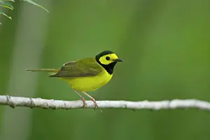 Hooded: Hooded warbler - male on migration